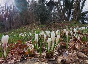 Festa di fiori sui sentieri per il Monte Ubione-6 marzo 2026-FOTOGALLERY